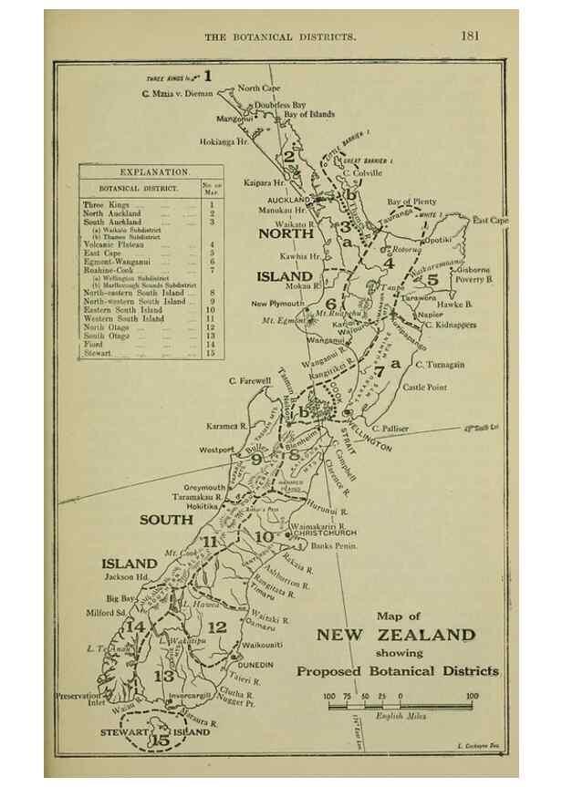 Reproducción/Reproduction 27132140871: New Zealand plants and their story.. Wellington, N.Z.,M.F. Marks, Govt. Printer,1919.