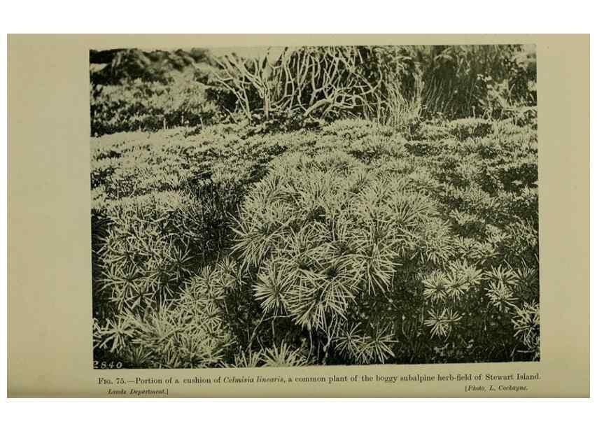 Reproducción/Reproduction 26594760934: New Zealand plants and their story.. Wellington, N.Z.,M.F. Marks, Govt. Printer,1919.