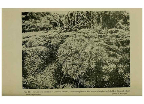 Reproducción/Reproduction 26594760934: New Zealand plants and their story.. Wellington, N.Z.,M.F. Marks, Govt. Printer,1919.