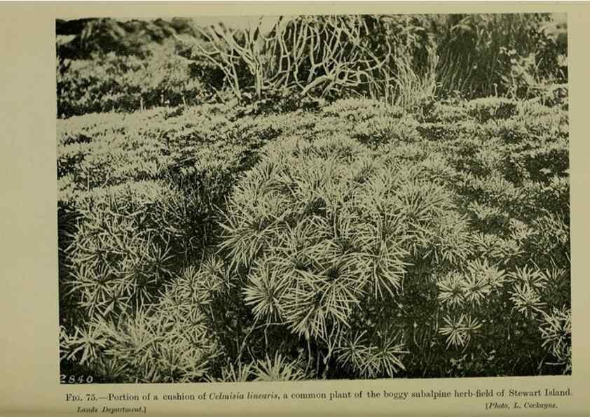 Reproducción/Reproduction 26594760934: New Zealand plants and their story.. Wellington, N.Z.,M.F. Marks, Govt. Printer,1919.