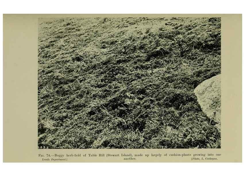 Reproducción/Reproduction 27167335706: New Zealand plants and their story.. Wellington, N.Z.,M.F. Marks, Govt. Printer,1919.