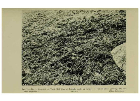 Reproducción/Reproduction 27167335706: New Zealand plants and their story.. Wellington, N.Z.,M.F. Marks, Govt. Printer,1919.