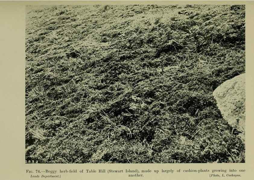 Reproducción/Reproduction 27167335706: New Zealand plants and their story.. Wellington, N.Z.,M.F. Marks, Govt. Printer,1919.