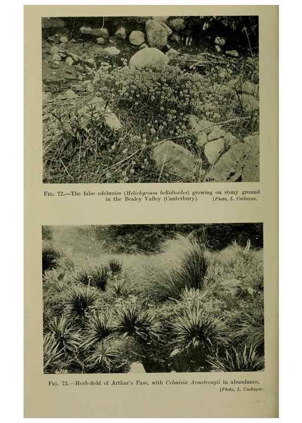 Reproducción/Reproduction 27104843352: New Zealand plants and their story.. Wellington, N.Z.,M.F. Marks, Govt. Printer,1919.