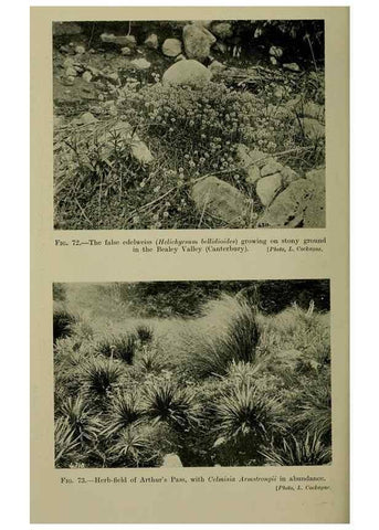 Reproducción/Reproduction 27104843352: New Zealand plants and their story.. Wellington, N.Z.,M.F. Marks, Govt. Printer,1919.