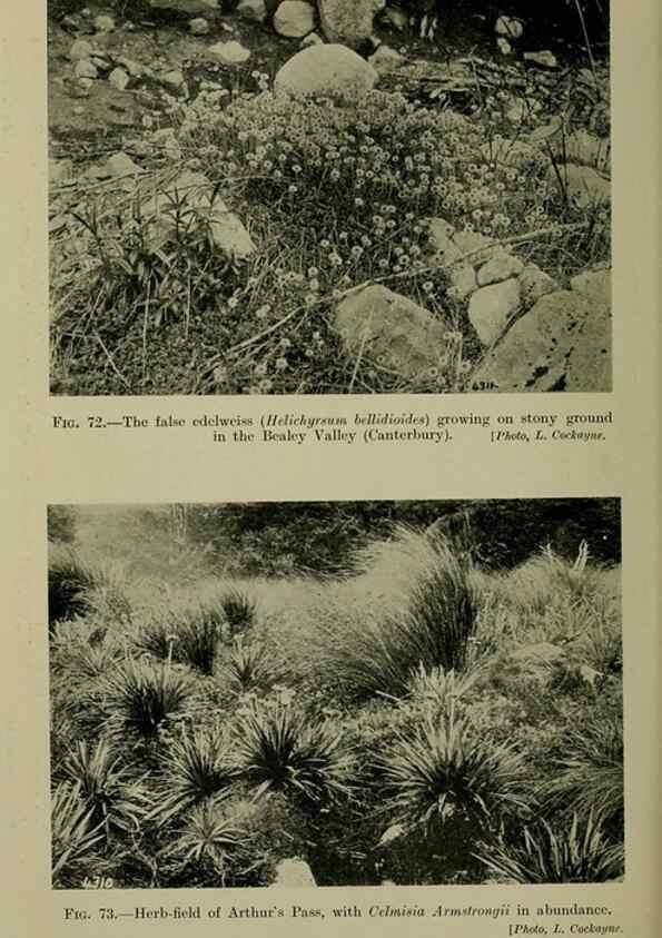 Reproducción/Reproduction 27104843352: New Zealand plants and their story.. Wellington, N.Z.,M.F. Marks, Govt. Printer,1919.
