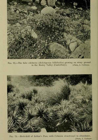 Reproducción/Reproduction 27104843352: New Zealand plants and their story.. Wellington, N.Z.,M.F. Marks, Govt. Printer,1919.