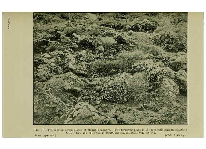 Reproducción/Reproduction 26596075963: New Zealand plants and their story.. Wellington, N.Z.,M.F. Marks, Govt. Printer,1919.