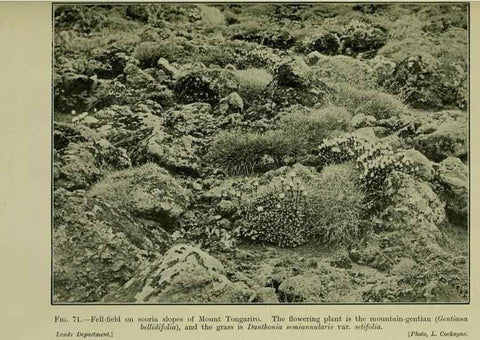 Reproducción/Reproduction 26596075963: New Zealand plants and their story.. Wellington, N.Z.,M.F. Marks, Govt. Printer,1919.