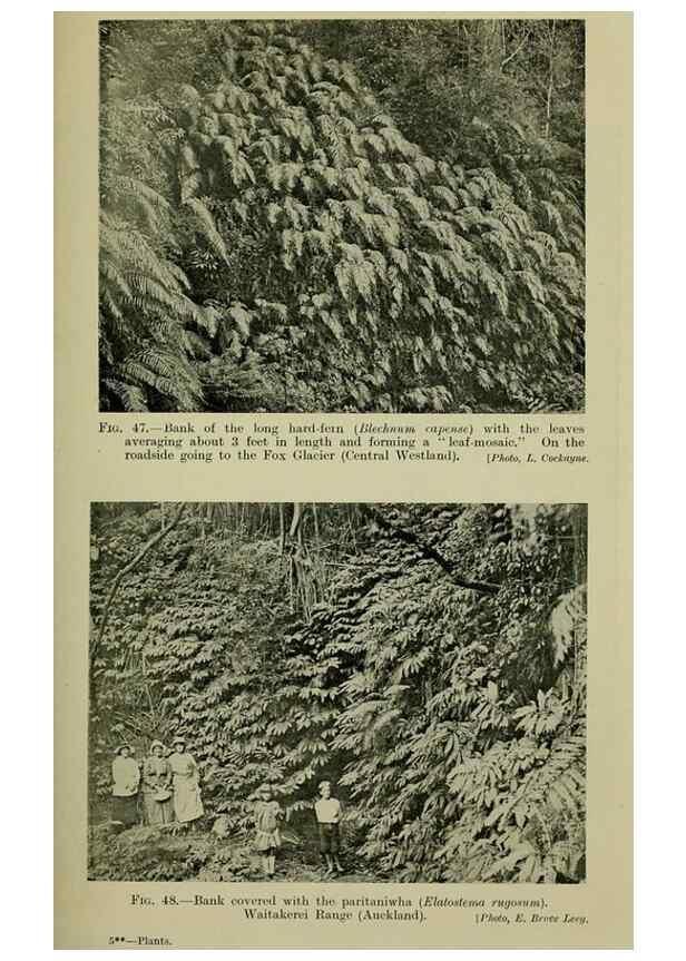 Reproducción/Reproduction 26595997013: New Zealand plants and their story.. Wellington, N.Z.,M.F. Marks, Govt. Printer,1919.