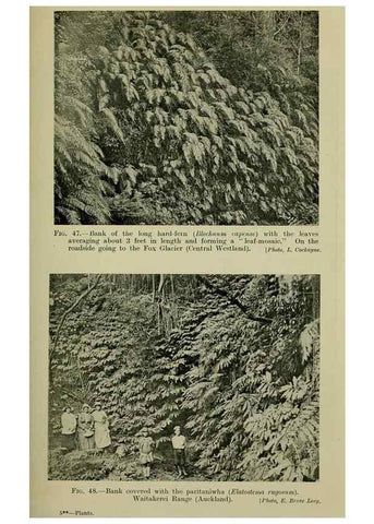 Reproducción/Reproduction 26595997013: New Zealand plants and their story.. Wellington, N.Z.,M.F. Marks, Govt. Printer,1919.