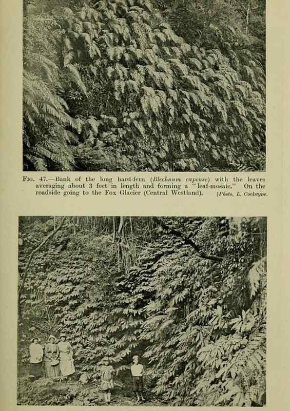 Reproducción/Reproduction 26595997013: New Zealand plants and their story.. Wellington, N.Z.,M.F. Marks, Govt. Printer,1919.