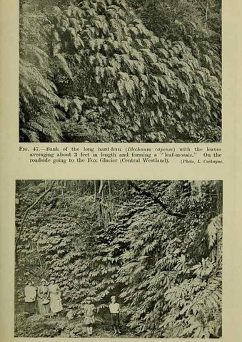 Reproducción/Reproduction 26595997013: New Zealand plants and their story.. Wellington, N.Z.,M.F. Marks, Govt. Printer,1919.