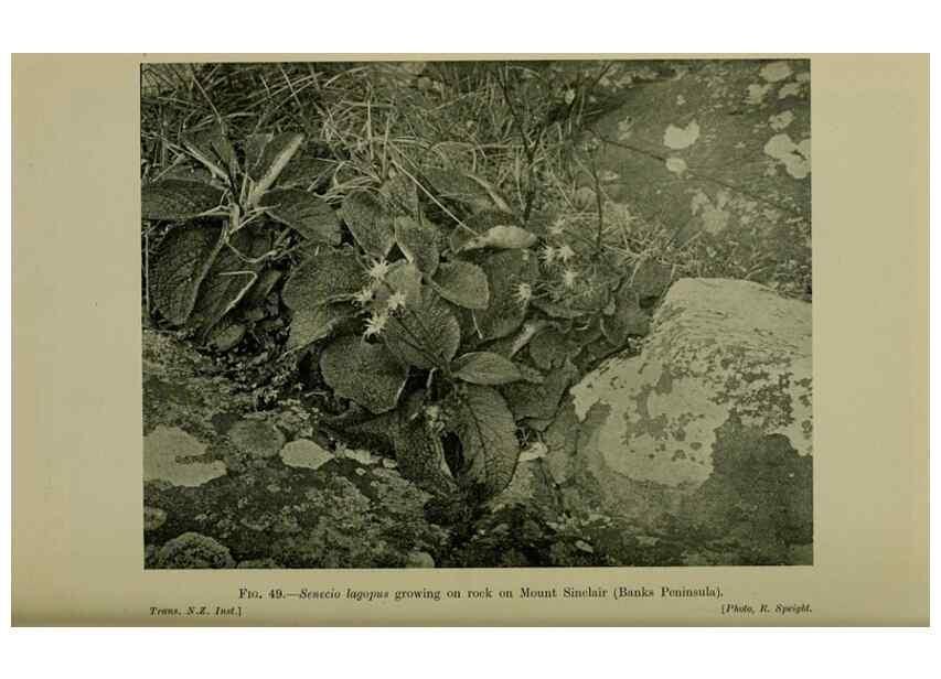 Reproducción/Reproduction 27131985821: New Zealand plants and their story.. Wellington, N.Z.,M.F. Marks, Govt. Printer,1919.