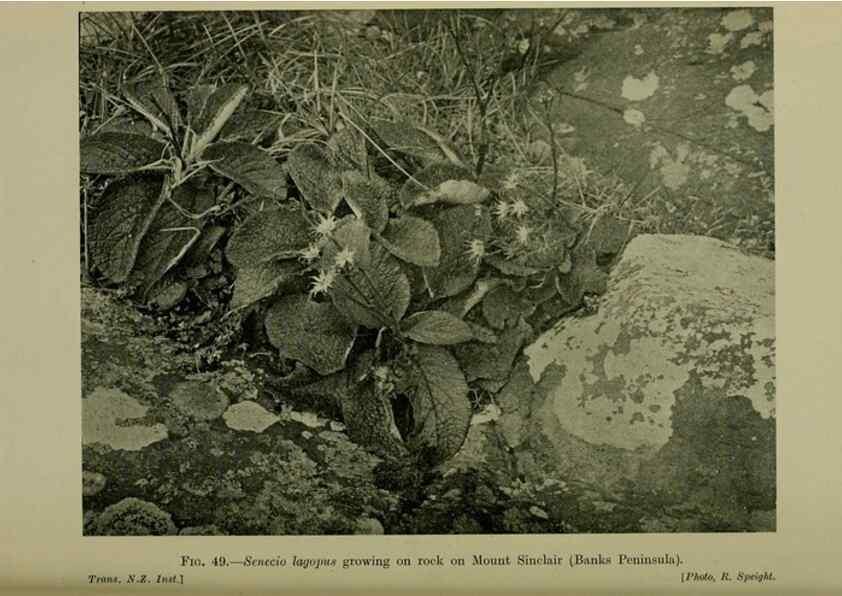 Reproducción/Reproduction 27131985821: New Zealand plants and their story.. Wellington, N.Z.,M.F. Marks, Govt. Printer,1919.