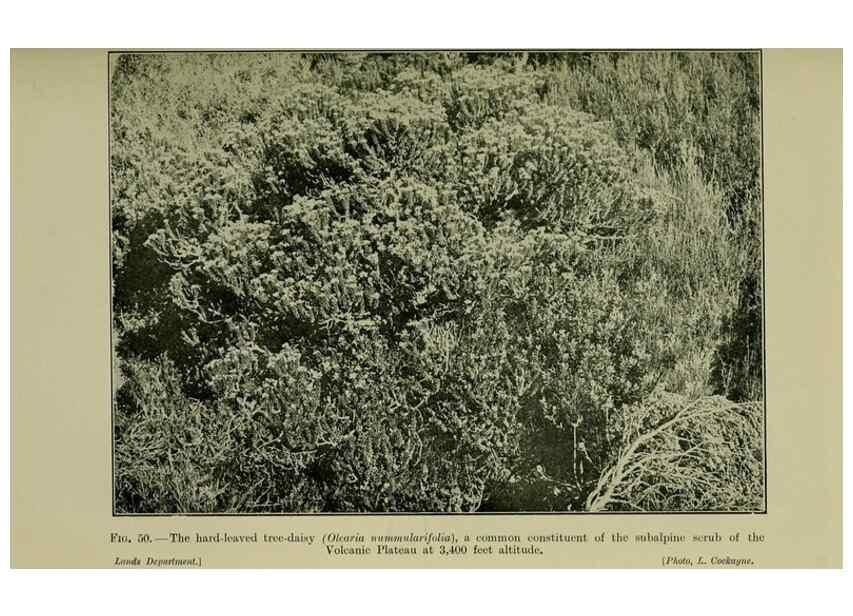 Reproducción/Reproduction 27131994461: New Zealand plants and their story.. Wellington, N.Z.,M.F. Marks, Govt. Printer,1919.
