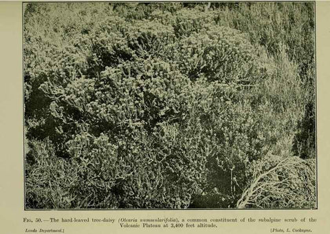 Reproducción/Reproduction 27131994461: New Zealand plants and their story.. Wellington, N.Z.,M.F. Marks, Govt. Printer,1919.