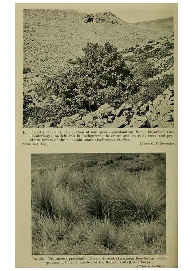 Reproducción/Reproduction 27132001781: New Zealand plants and their story.. Wellington, N.Z.,M.F. Marks, Govt. Printer,1919.