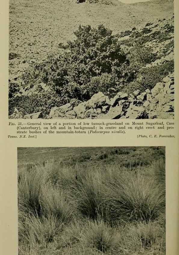 Reproducción/Reproduction 27132001781: New Zealand plants and their story.. Wellington, N.Z.,M.F. Marks, Govt. Printer,1919.
