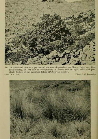 Reproducción/Reproduction 27132001781: New Zealand plants and their story.. Wellington, N.Z.,M.F. Marks, Govt. Printer,1919.
