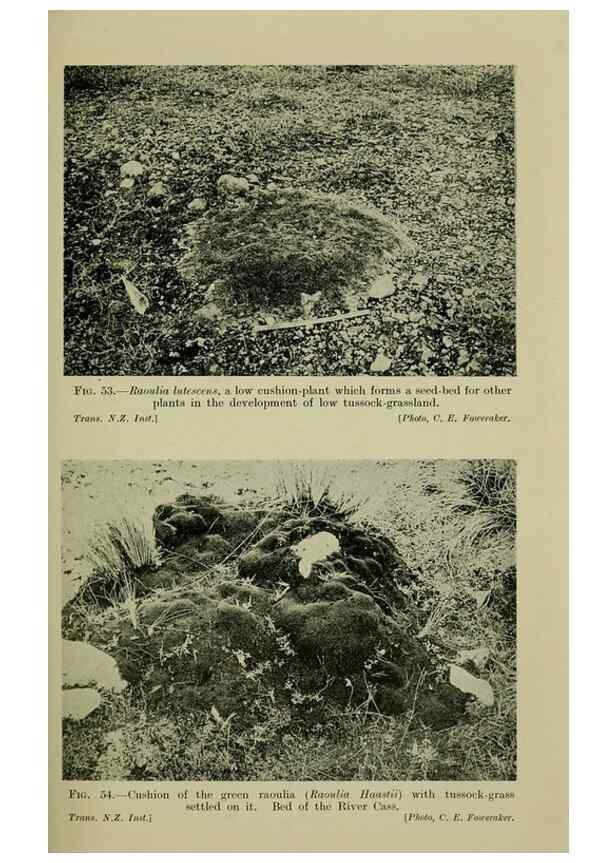 Reproducción/Reproduction 27167244576: New Zealand plants and their story.. Wellington, N.Z.,M.F. Marks, Govt. Printer,1919.
