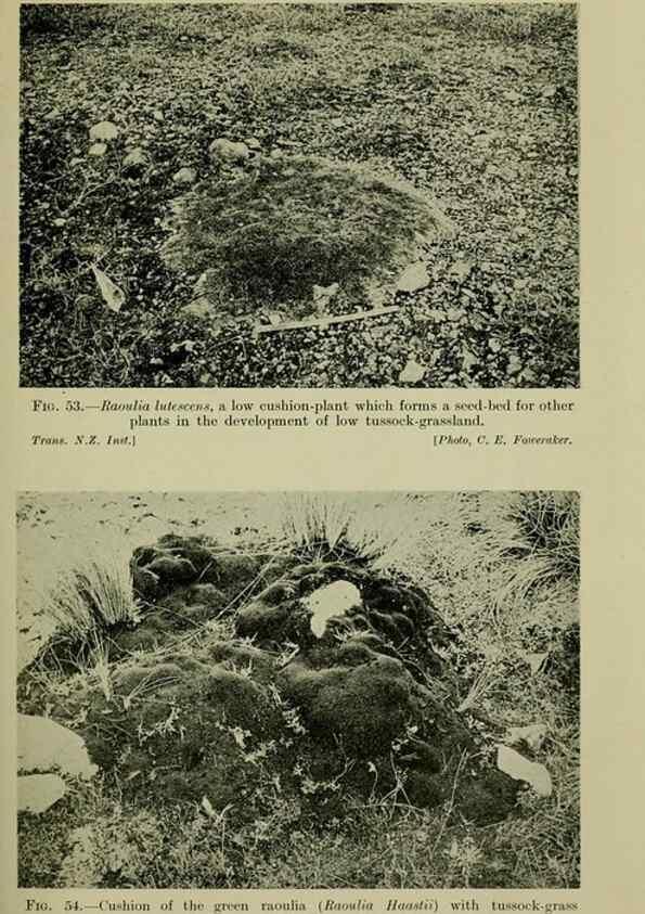 Reproducción/Reproduction 27167244576: New Zealand plants and their story.. Wellington, N.Z.,M.F. Marks, Govt. Printer,1919.