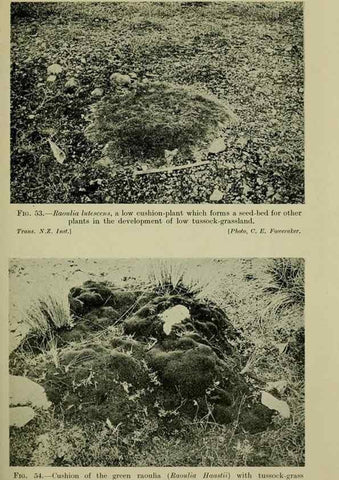 Reproducción/Reproduction 27167244576: New Zealand plants and their story.. Wellington, N.Z.,M.F. Marks, Govt. Printer,1919.