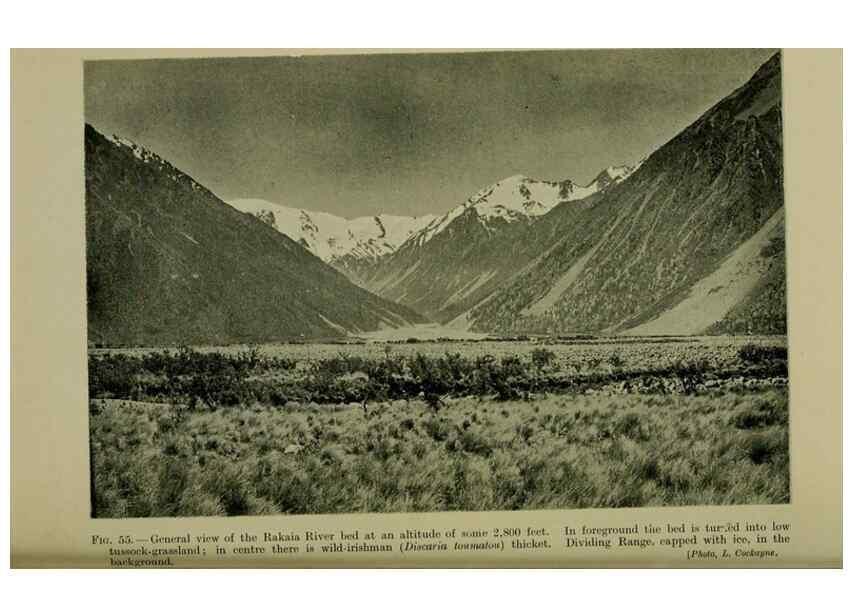 Reproducción/Reproduction 27167255076: New Zealand plants and their story.. Wellington, N.Z.,M.F. Marks, Govt. Printer,1919.