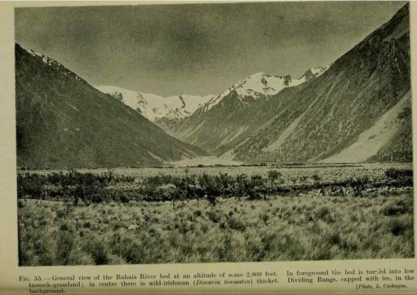 Reproducción/Reproduction 27167255076: New Zealand plants and their story.. Wellington, N.Z.,M.F. Marks, Govt. Printer,1919.