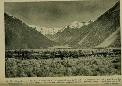 Reproducción/Reproduction 27167255076: New Zealand plants and their story.. Wellington, N.Z.,M.F. Marks, Govt. Printer,1919.