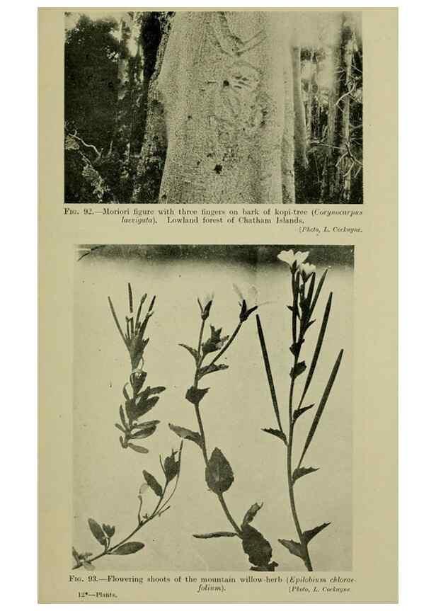 Reproducción/Reproduction 26596163543: New Zealand plants and their story.. Wellington, N.Z.,M.F. Marks, Govt. Printer,1919.