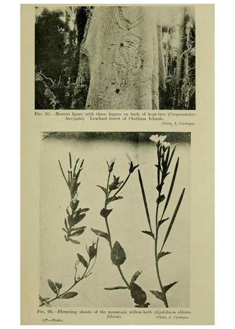 Reproducción/Reproduction 26596163543: New Zealand plants and their story.. Wellington, N.Z.,M.F. Marks, Govt. Printer,1919.