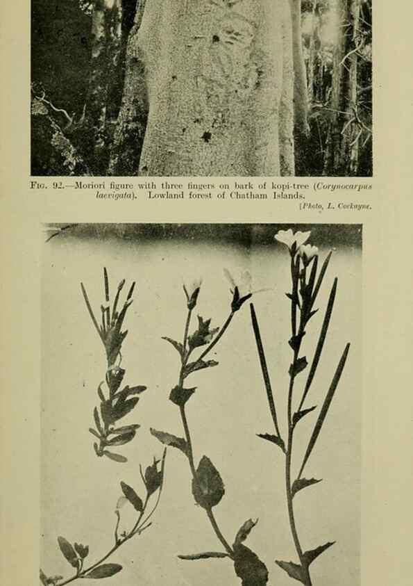 Reproducción/Reproduction 26596163543: New Zealand plants and their story.. Wellington, N.Z.,M.F. Marks, Govt. Printer,1919.