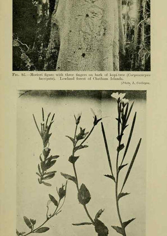 Reproducción/Reproduction 26596163543: New Zealand plants and their story.. Wellington, N.Z.,M.F. Marks, Govt. Printer,1919.