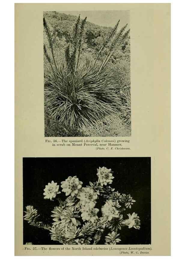 Reproducción/Reproduction 27132012561: New Zealand plants and their story.. Wellington, N.Z.,M.F. Marks, Govt. Printer,1919.