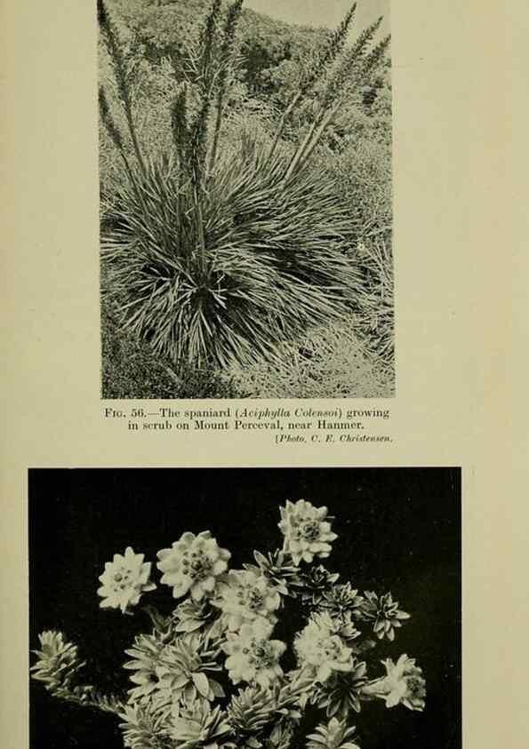 Reproducción/Reproduction 27132012561: New Zealand plants and their story.. Wellington, N.Z.,M.F. Marks, Govt. Printer,1919.
