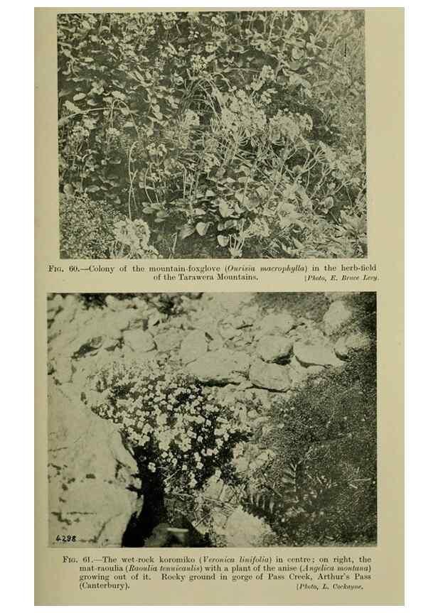 Reproducción/Reproduction 27201030585: New Zealand plants and their story.. Wellington, N.Z.,M.F. Marks, Govt. Printer,1919.