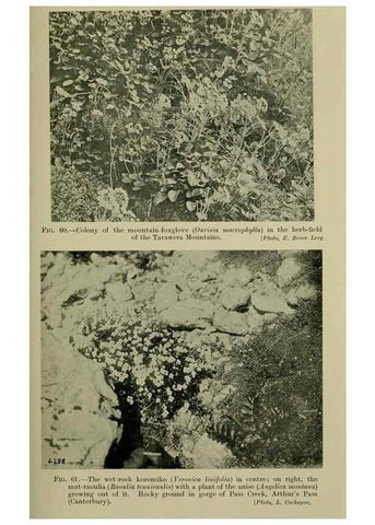 Reproducción/Reproduction 27201030585: New Zealand plants and their story.. Wellington, N.Z.,M.F. Marks, Govt. Printer,1919.