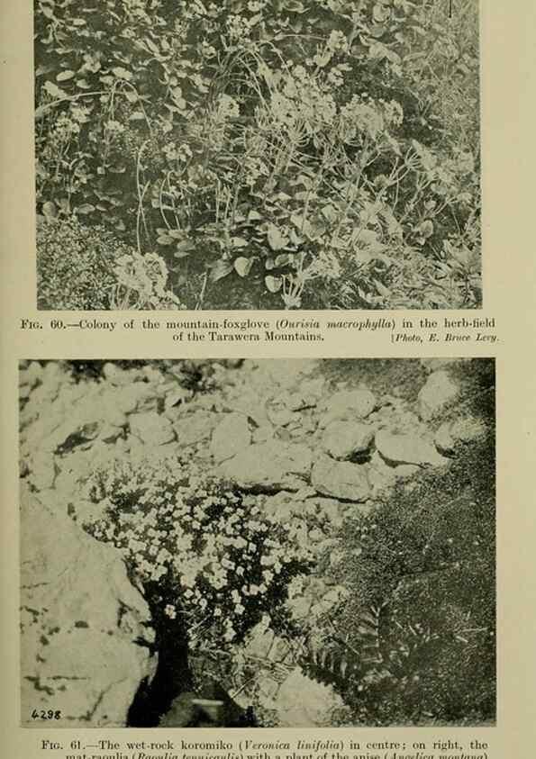 Reproducción/Reproduction 27201030585: New Zealand plants and their story.. Wellington, N.Z.,M.F. Marks, Govt. Printer,1919.