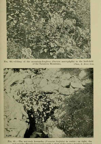 Reproducción/Reproduction 27201030585: New Zealand plants and their story.. Wellington, N.Z.,M.F. Marks, Govt. Printer,1919.