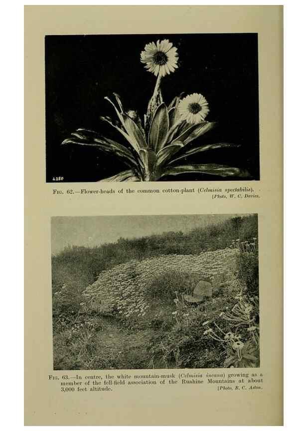Reproducción/Reproduction 27104802262: New Zealand plants and their story.. Wellington, N.Z.,M.F. Marks, Govt. Printer,1919.