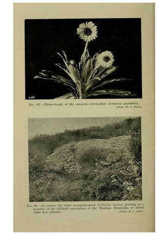 Reproducción/Reproduction 27104802262: New Zealand plants and their story.. Wellington, N.Z.,M.F. Marks, Govt. Printer,1919.