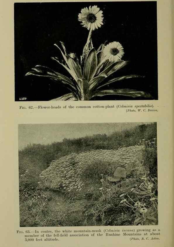 Reproducción/Reproduction 27104802262: New Zealand plants and their story.. Wellington, N.Z.,M.F. Marks, Govt. Printer,1919.