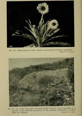 Reproducción/Reproduction 27104802262: New Zealand plants and their story.. Wellington, N.Z.,M.F. Marks, Govt. Printer,1919.