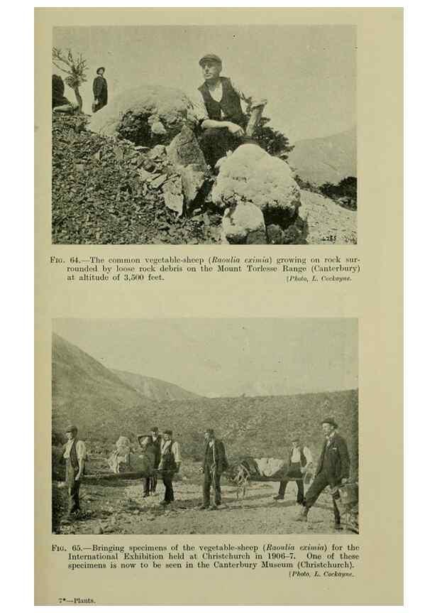 Reproducción/Reproduction 26594720814: New Zealand plants and their story.. Wellington, N.Z.,M.F. Marks, Govt. Printer,1919.