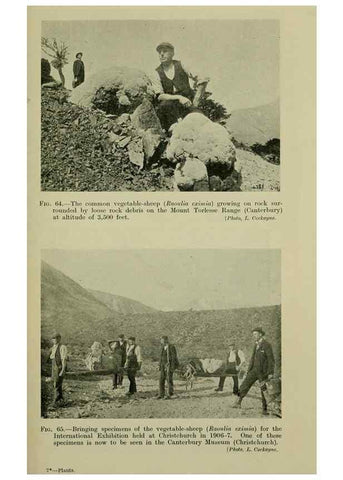 Reproducción/Reproduction 26594720814: New Zealand plants and their story.. Wellington, N.Z.,M.F. Marks, Govt. Printer,1919.