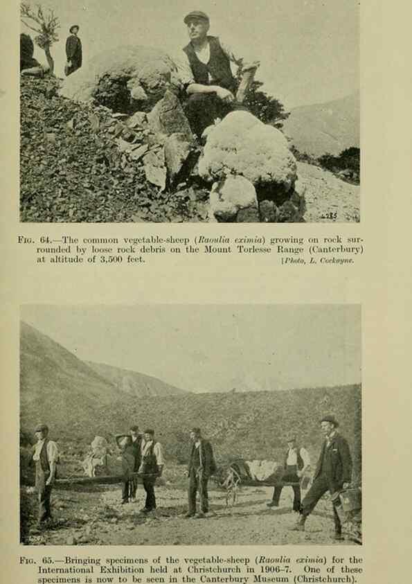 Reproducción/Reproduction 26594720814: New Zealand plants and their story.. Wellington, N.Z.,M.F. Marks, Govt. Printer,1919.