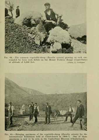 Reproducción/Reproduction 26594720814: New Zealand plants and their story.. Wellington, N.Z.,M.F. Marks, Govt. Printer,1919.