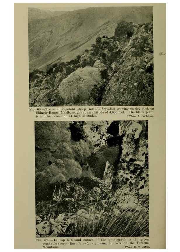 Reproducción/Reproduction 26594724984: New Zealand plants and their story.. Wellington, N.Z.,M.F. Marks, Govt. Printer,1919.
