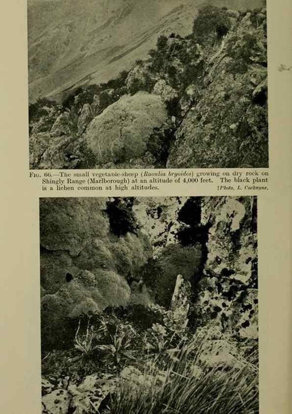 Reproducción/Reproduction 26594724984: New Zealand plants and their story.. Wellington, N.Z.,M.F. Marks, Govt. Printer,1919.